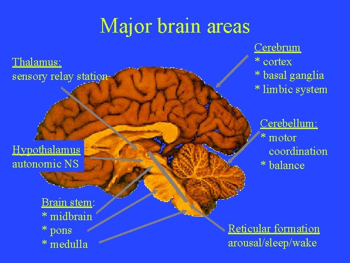 Major brain areas Thalamus: sensory relay station Hypothalamus autonomic NS Brain stem: * midbrain