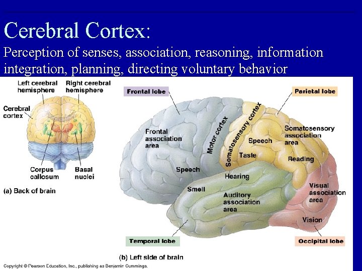 Cerebral Cortex: Perception of senses, association, reasoning, information integration, planning, directing voluntary behavior 