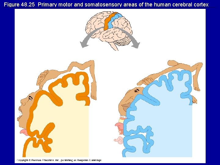 Figure 48. 25 Primary motor and somatosensory areas of the human cerebral cortex 