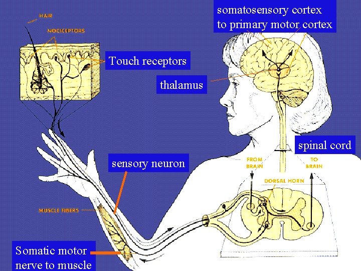 somatosensory cortex to primary motor cortex Touch receptors thalamus spinal cord sensory neuron Somatic