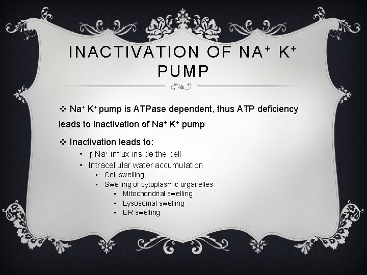 INACTIVATION OF NA + K + PUMP v Na+ K+ pump is ATPase dependent,