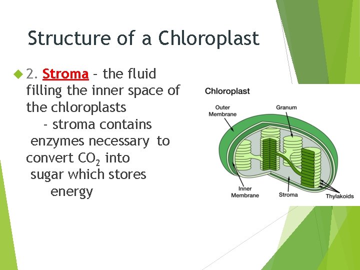 Structure of a Chloroplast 2. Stroma – the fluid filling the inner space of