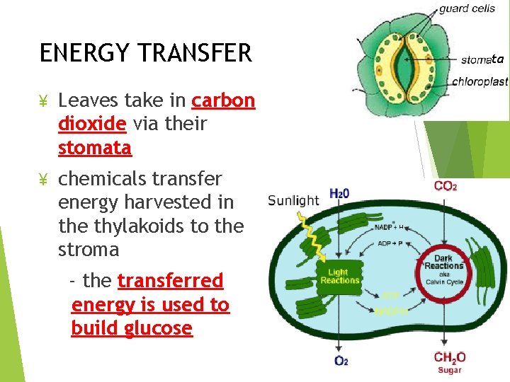 ENERGY TRANSFER ¥ Leaves take in carbon dioxide via their stomata ¥ chemicals transfer