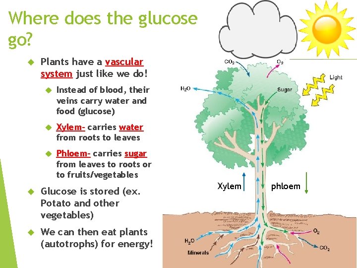 Where does the glucose go? Plants have a vascular system just like we do!