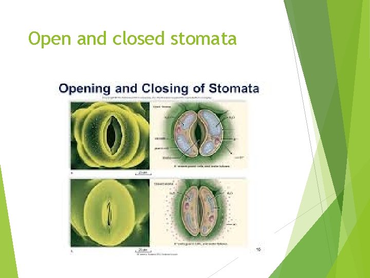 Open and closed stomata 