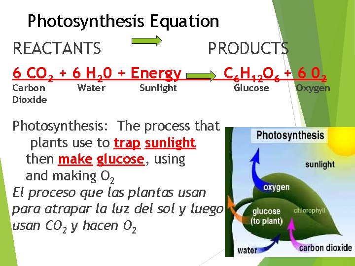 Photosynthesis Equation REACTANTS PRODUCTS 6 CO 2 + 6 H 20 + Energy Carbon