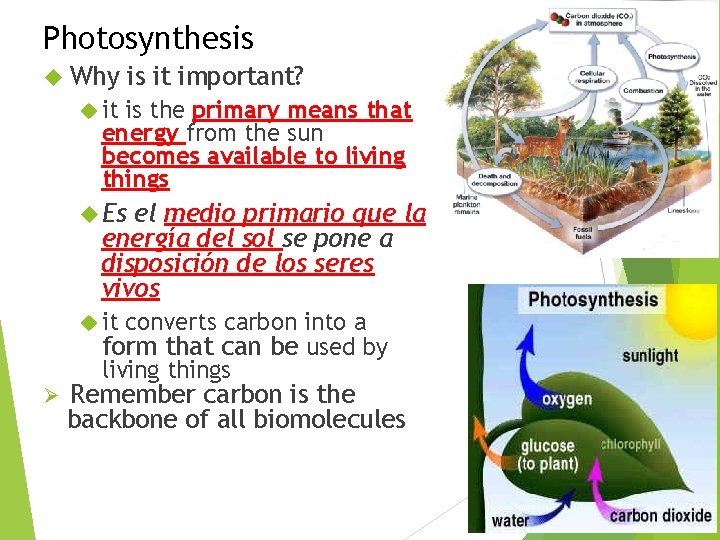 Photosynthesis Why is it important? it is the primary means that energy from the