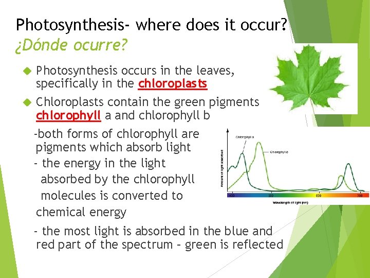 Photosynthesis- where does it occur? ¿Dónde ocurre? Photosynthesis occurs in the leaves, specifically in