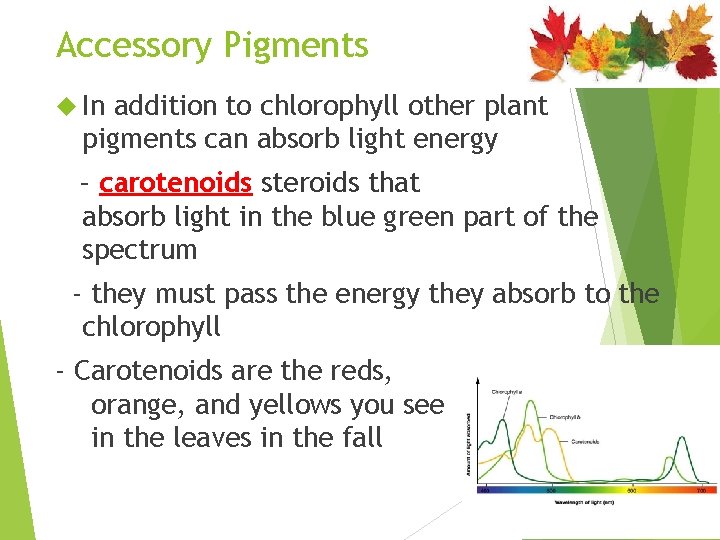 Accessory Pigments In addition to chlorophyll other plant pigments can absorb light energy –