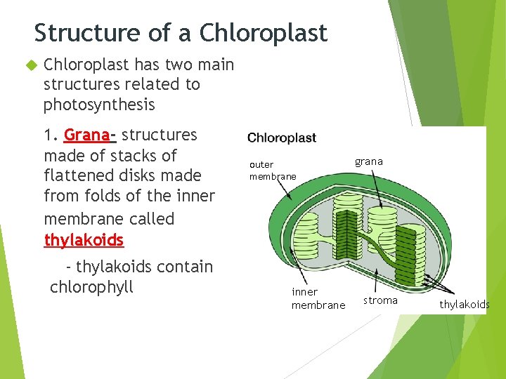 Structure of a Chloroplast has two main structures related to photosynthesis 1. Grana- structures