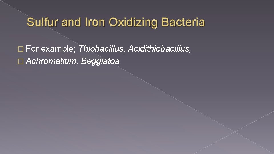 Sulfur and Iron Oxidizing Bacteria � For example; Thiobacillus, Acidithiobacillus, � Achromatium, Beggiatoa 