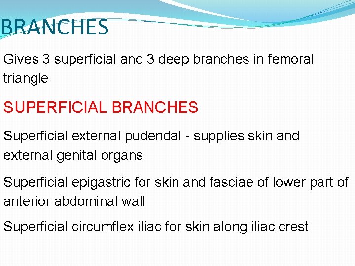 BRANCHES Gives 3 superficial and 3 deep branches in femoral triangle SUPERFICIAL BRANCHES Superficial