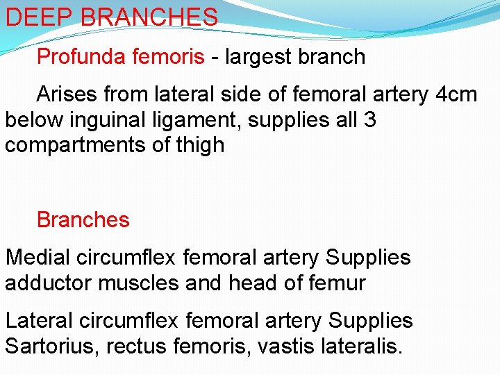 DEEP BRANCHES Profunda femoris - largest branch Arises from lateral side of femoral artery