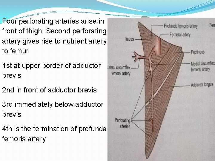 Four perforating arteries arise in front of thigh. Second perforating artery gives rise to