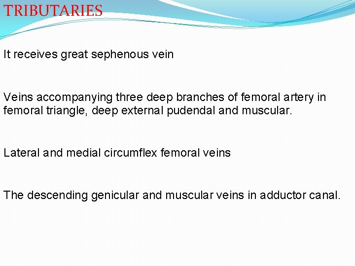 TRIBUTARIES It receives great sephenous vein Veins accompanying three deep branches of femoral artery