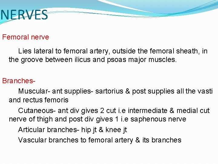 NERVES Femoral nerve Lies lateral to femoral artery, outside the femoral sheath, in the