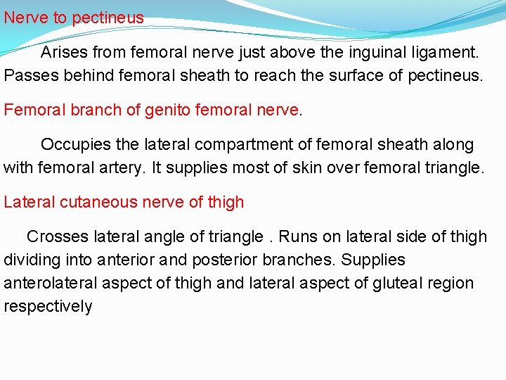 Nerve to pectineus Arises from femoral nerve just above the inguinal ligament. Passes behind