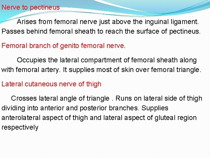 Nerve to pectineus Arises from femoral nerve just above the inguinal ligament. Passes behind