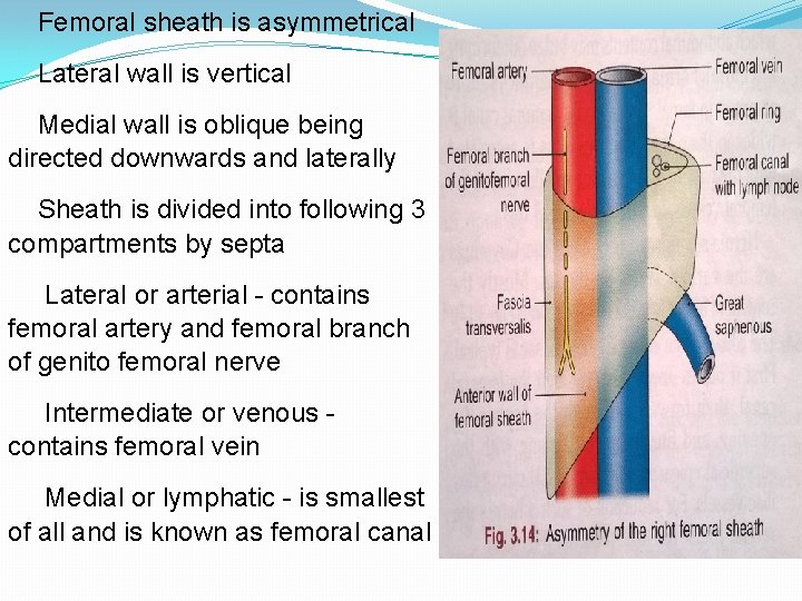 Femoral sheath is asymmetrical Lateral wall is vertical Medial wall is oblique being directed