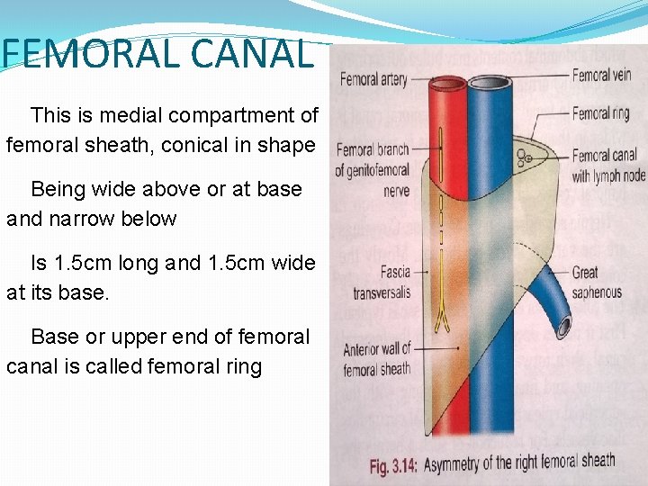 FEMORAL CANAL This is medial compartment of femoral sheath, conical in shape Being wide