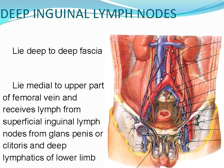 DEEP INGUINAL LYMPH NODES Lie deep to deep fascia Lie medial to upper part