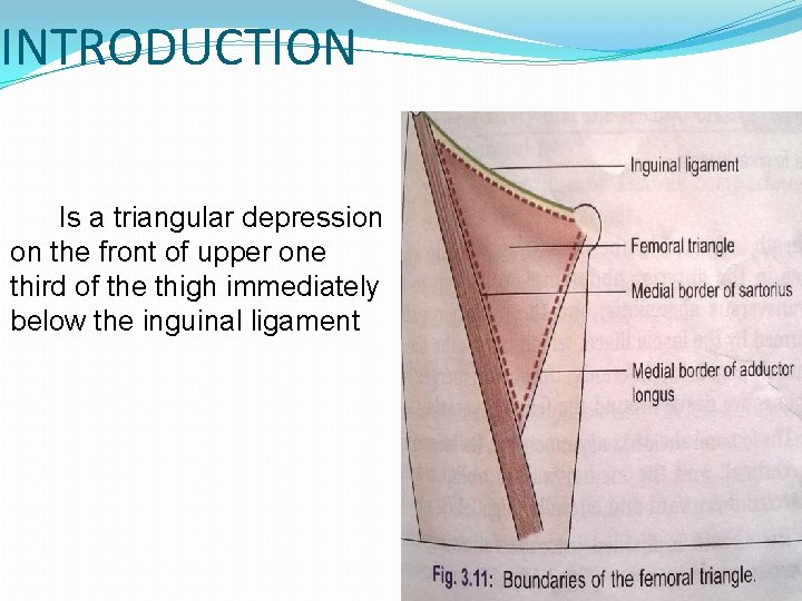 INTRODUCTION Is a triangular depression on the front of upper one third of the