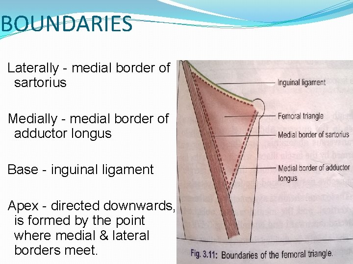 BOUNDARIES Laterally - medial border of sartorius Medially - medial border of adductor longus