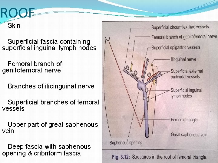 ROOF Skin Superficial fascia containing superficial inguinal lymph nodes Femoral branch of genitofemoral nerve