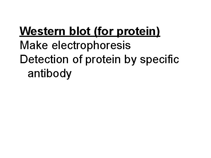 Western blot (for protein) Make electrophoresis Detection of protein by specific antibody 