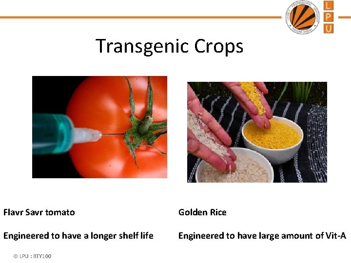 Transgenic Crops Flavr Savr tomato Golden Rice Engineered to have a longer shelf life