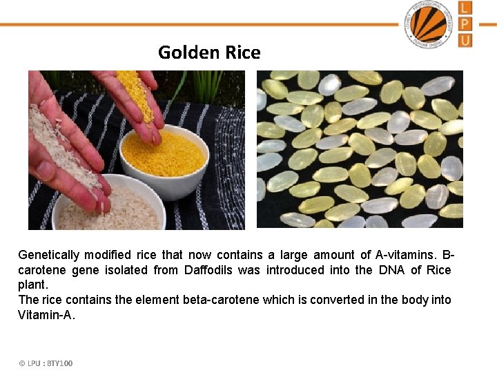 Golden Rice Genetically modified rice that now contains a large amount of A-vitamins. Bcarotene