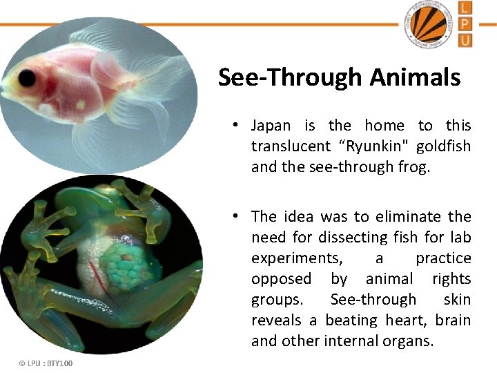 See-Through Animals • Japan is the home to this translucent “Ryunkin" goldfish and the