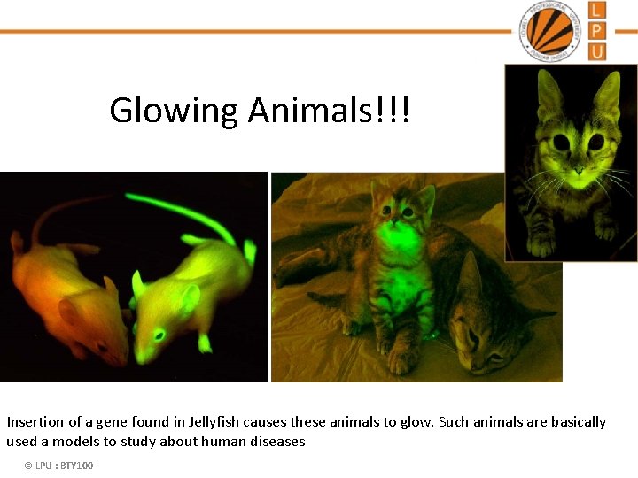 Glowing Animals!!! Insertion of a gene found in Jellyfish causes these animals to glow.