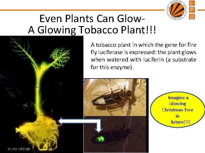 Even Plants Can Glow. A Glowing Tobacco Plant!!! A tobacco plant in which the