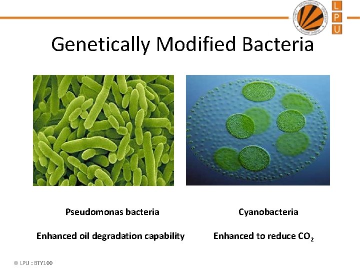 Genetically Modified Bacteria Pseudomonas bacteria Enhanced oil degradation capability © LPU : BTY 100