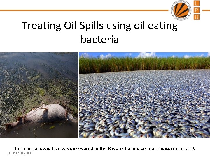 Treating Oil Spills using oil eating bacteria This mass of dead fish was discovered