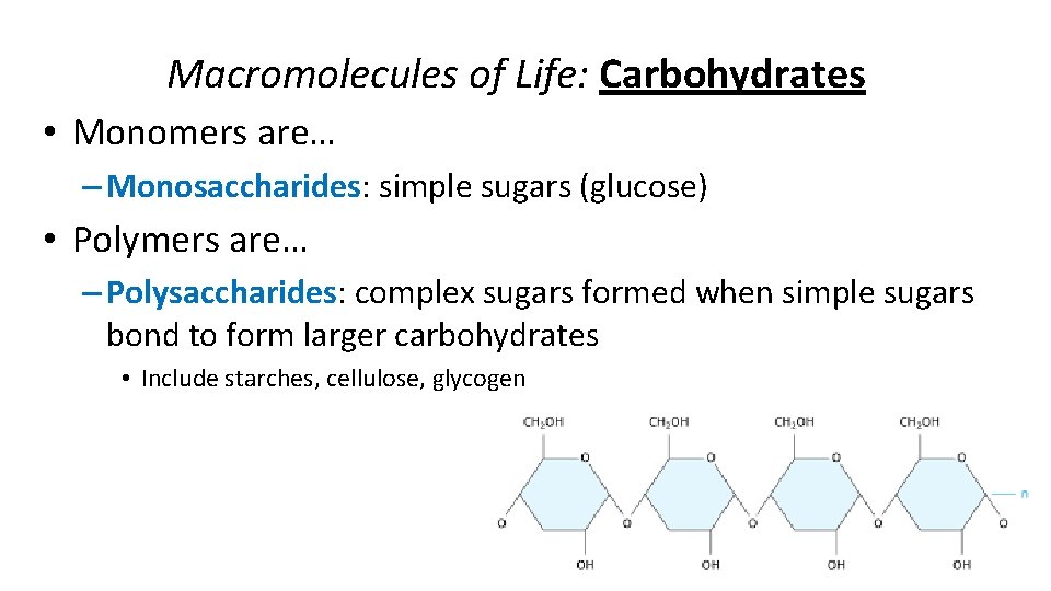 Macromolecules of Life: Carbohydrates • Monomers are… – Monosaccharides: simple sugars (glucose) • Polymers
