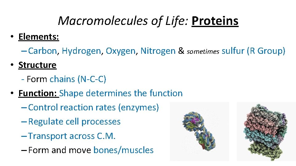 Macromolecules of Life: Proteins • Elements: – Carbon, Hydrogen, Oxygen, Nitrogen & sometimes sulfur