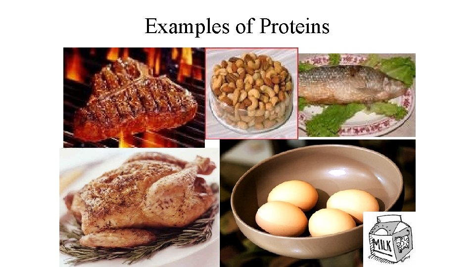 Examples of Proteins 