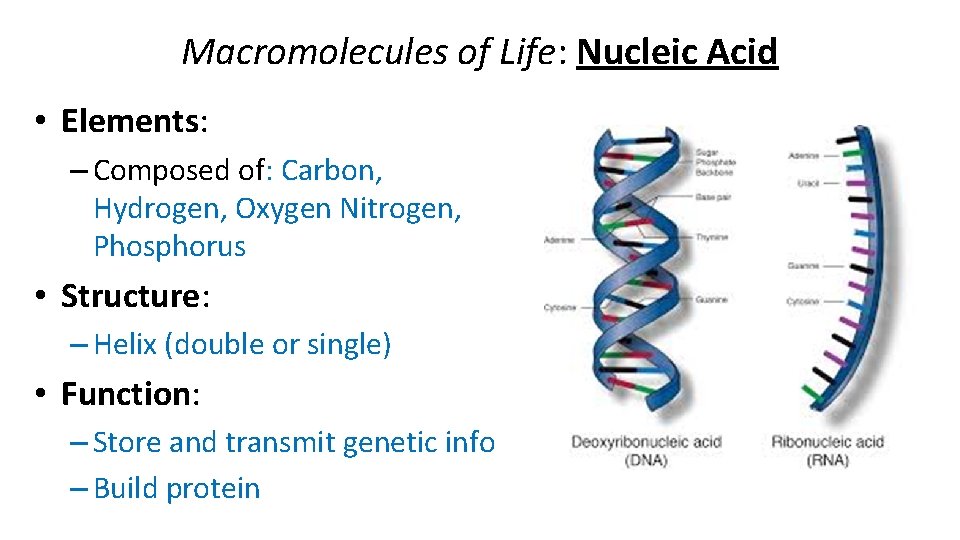 Macromolecules of Life: Nucleic Acid • Elements: – Composed of: Carbon, Hydrogen, Oxygen Nitrogen,