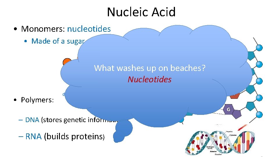Nucleic Acid • Monomers: nucleotides • Made of a sugar, phosphate group, and nitrogen