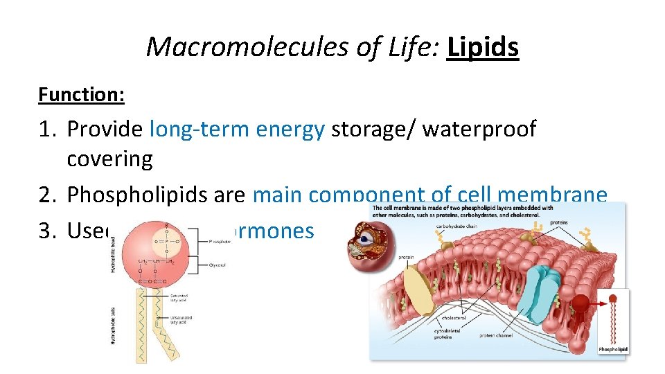 Macromolecules of Life: Lipids Function: 1. Provide long-term energy storage/ waterproof covering 2. Phospholipids