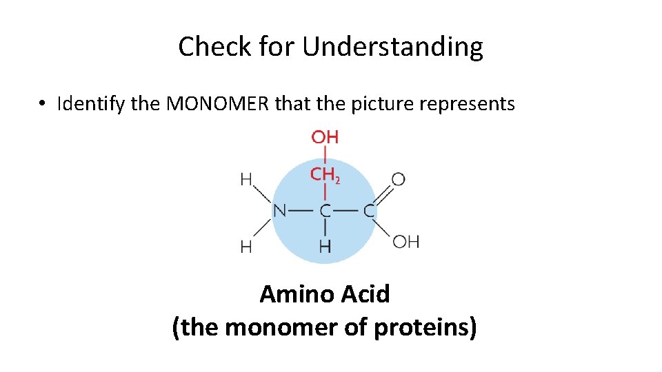 Check for Understanding • Identify the MONOMER that the picture represents Amino Acid (the