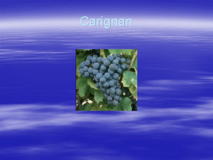 Carignan 