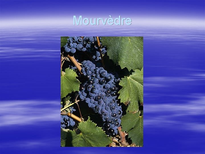 Mourvèdre 