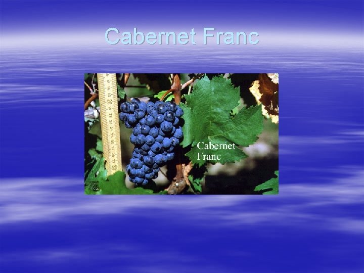 Cabernet Franc 