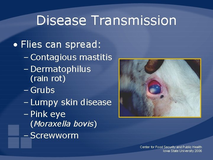 Disease Transmission • Flies can spread: – Contagious mastitis – Dermatophilus (rain rot) –