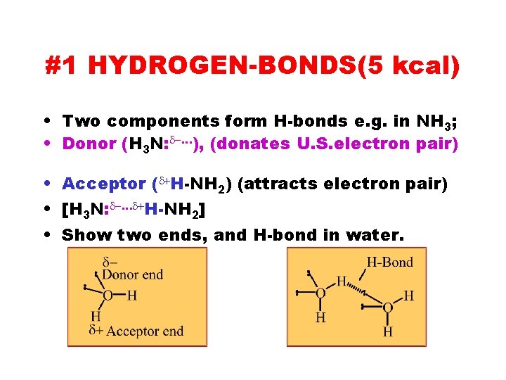 #1 HYDROGEN-BONDS(5 kcal) • Two components form H-bonds e. g. in NH 3; •