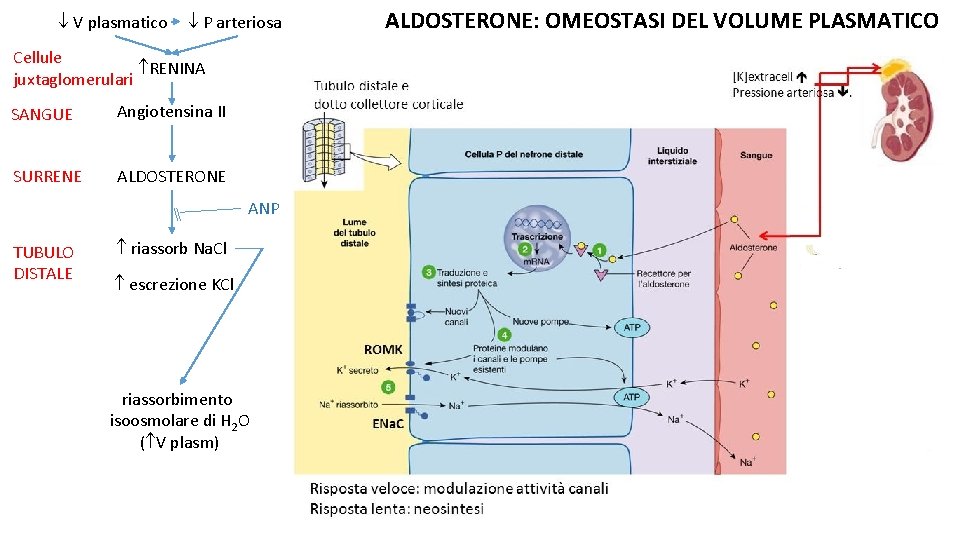  V plasmatico P arteriosa Cellule RENINA juxtaglomerulari SANGUE Angiotensina II SURRENE ALDOSTERONE ANP