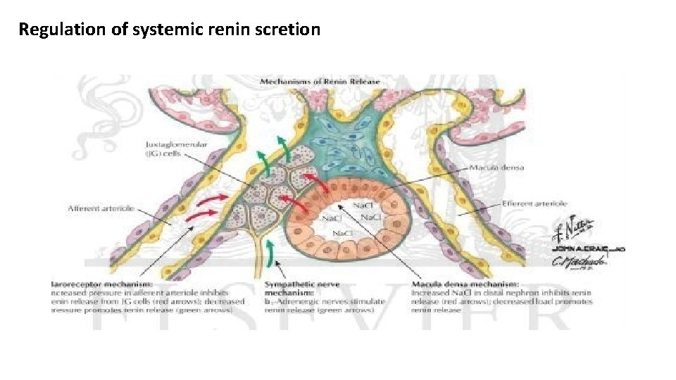 Regulation of systemic renin scretion 